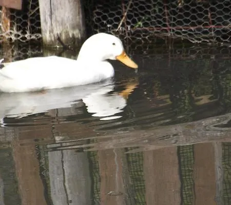 Pensionat Folyoka Vendeghaz